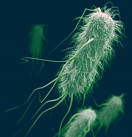 Escherichia coli