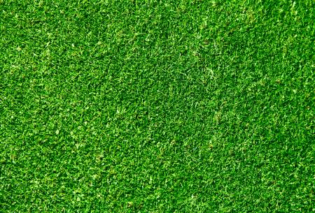 Grass texture