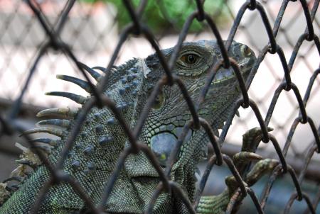 Lizard at Surabaya Zoo