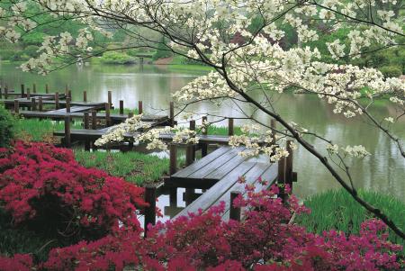 Peaceful Asian Garden