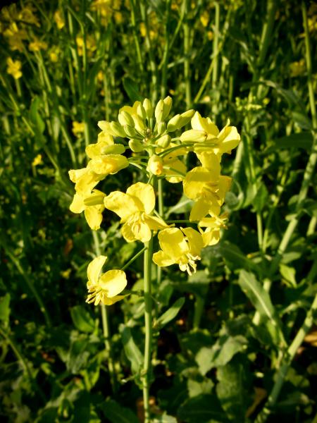 Rapeseed (Brassica napus)