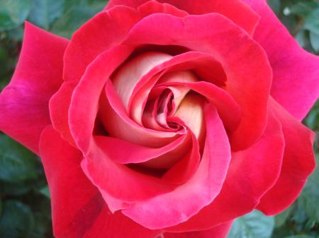 Red rose close-up