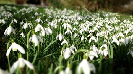 Snowdrop flower