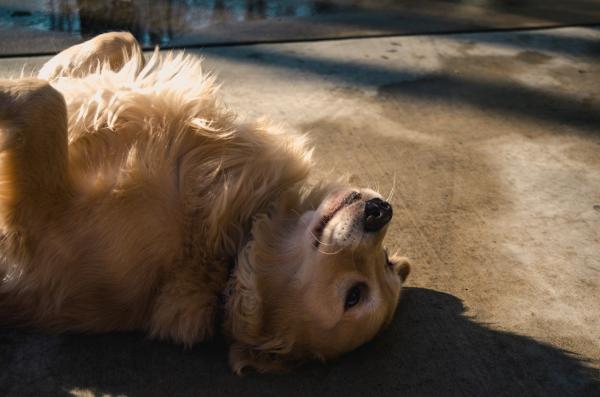 Adult Golden Retriever Lying on Concrete Road