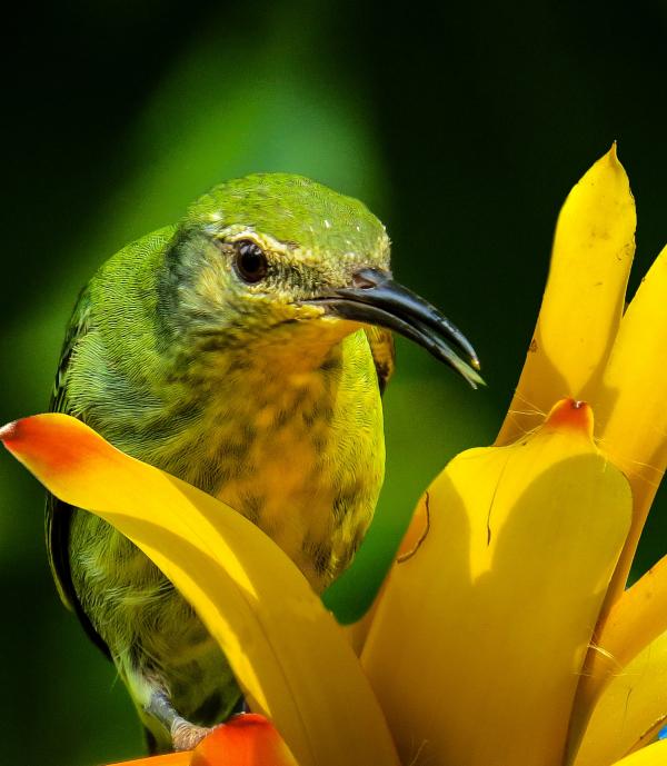 Bird Closeup