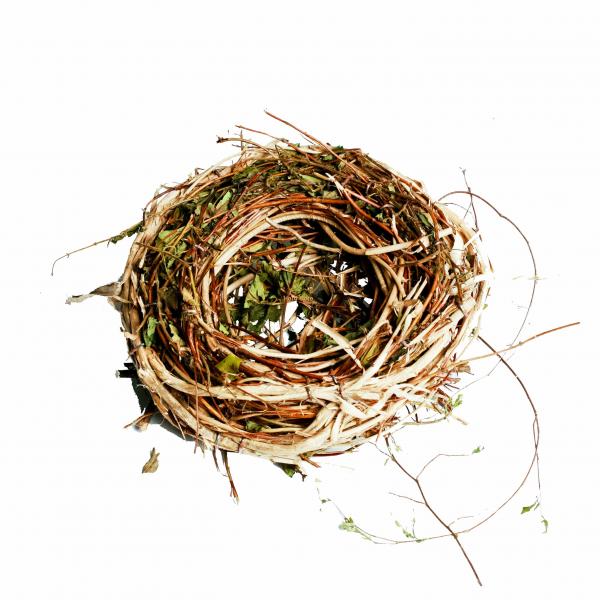 Bird Nest