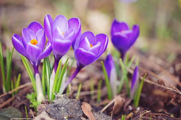 Purple Crocus