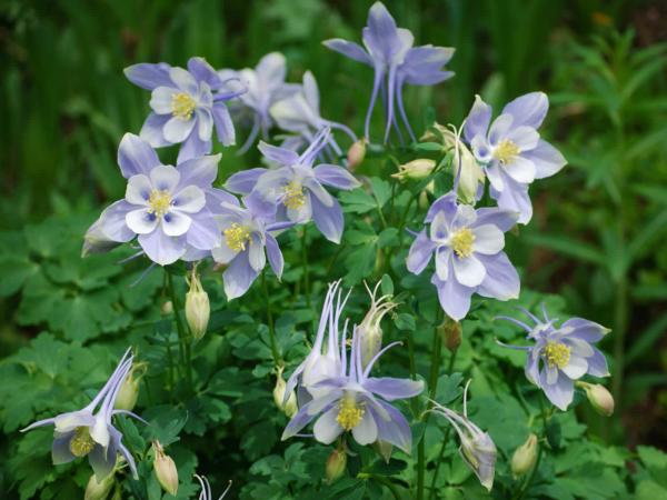 Blue Columbine