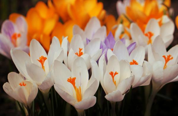 Crocus Flowers