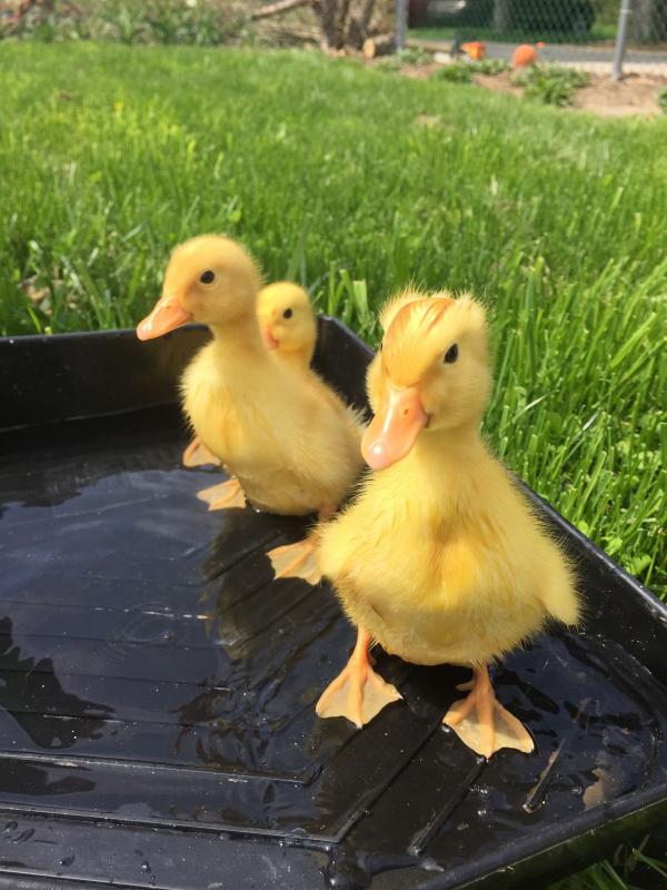 Yellow Ducklings