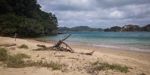 Driftwood on Shore