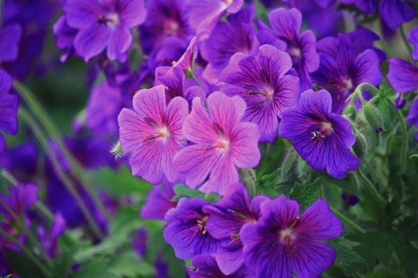 Fresh Cranesbill