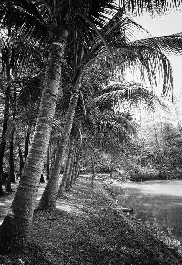 Grayscale Photography of Coconut Trees Beside Body of Water