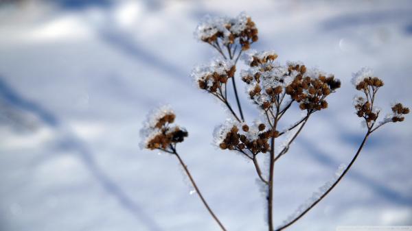 Plant in winter