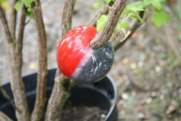 Planting Technique