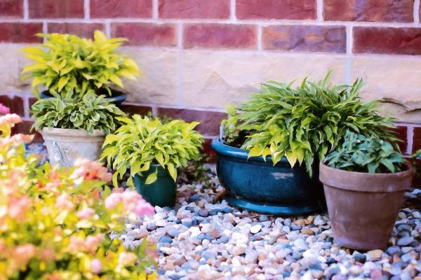 Plants in the Pots