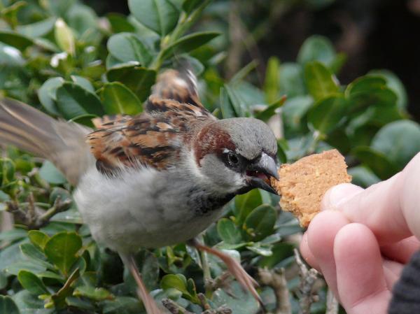 Sparrow Feed