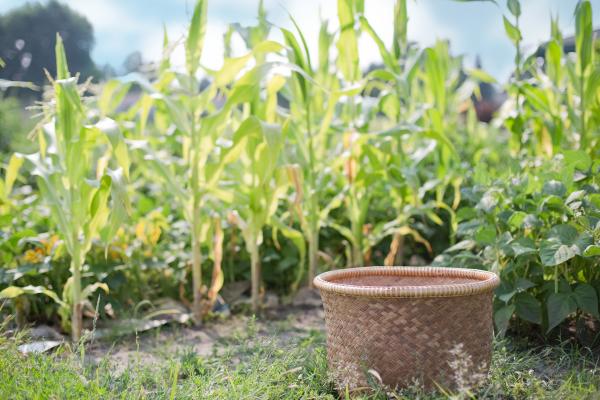 Woven Basket in the Field