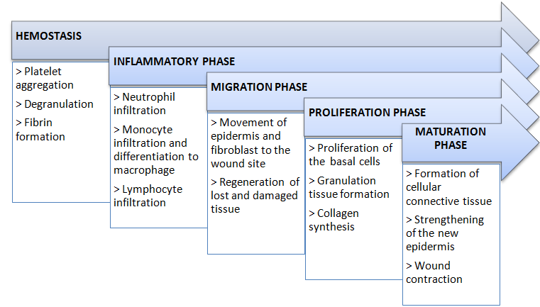 Fig. 2: Different stages of wound healing