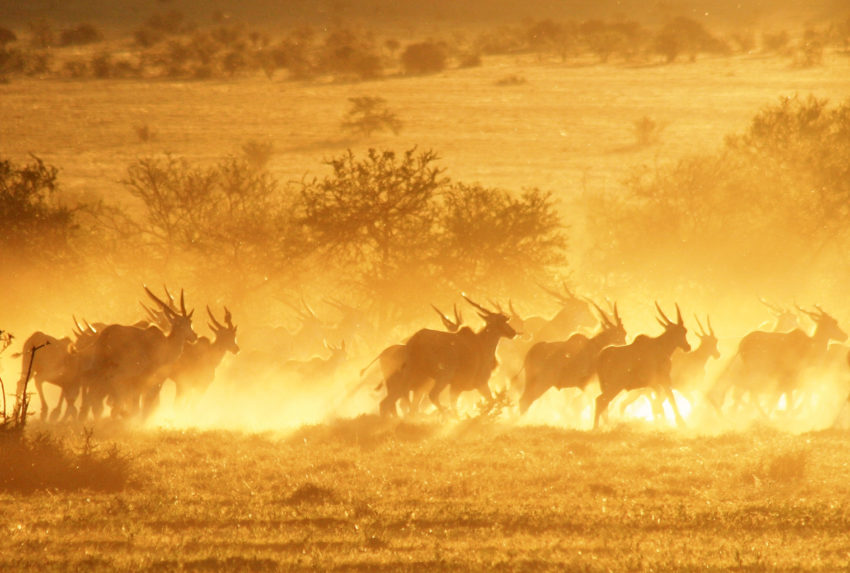 South-Africa-Great-Karoo-Wildlife-Dust