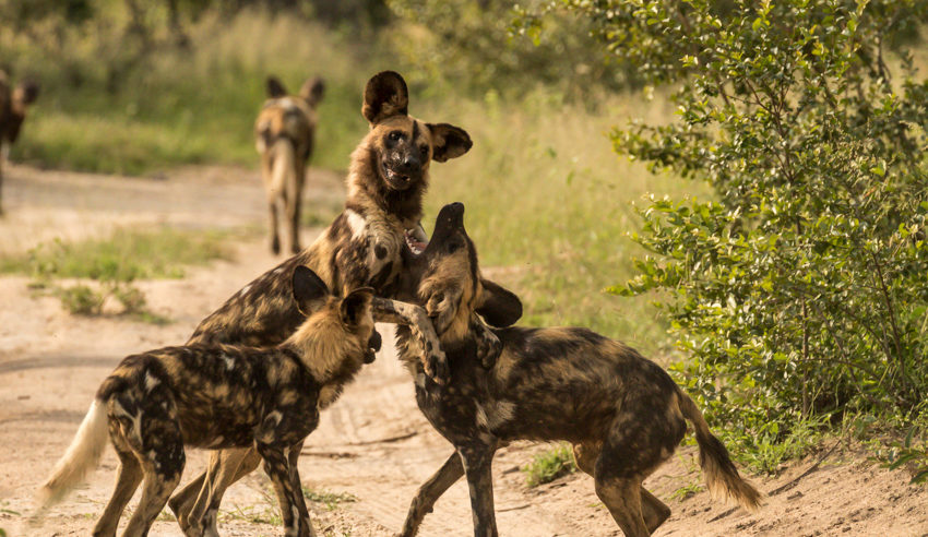 South-Africa-Jaci's-Sabi-House-Wild-Dog