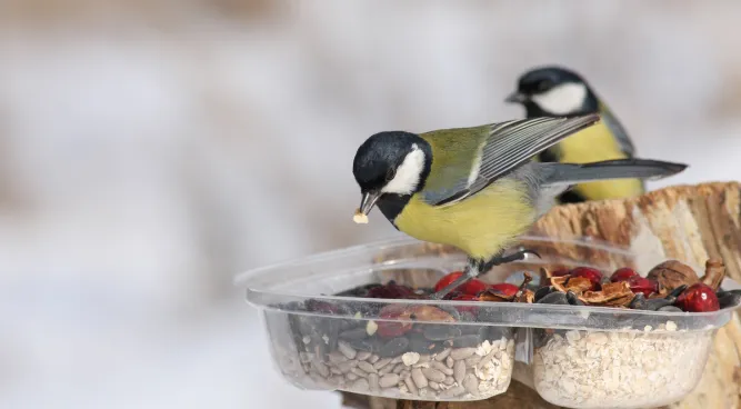 Birds Food Truck