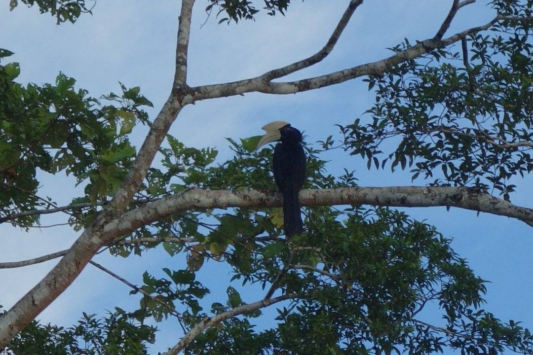 Hornbill, Borneo