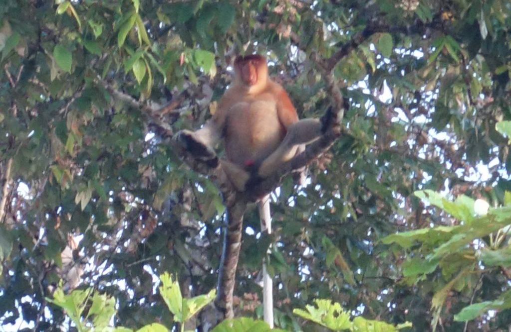 Proboscis monkey