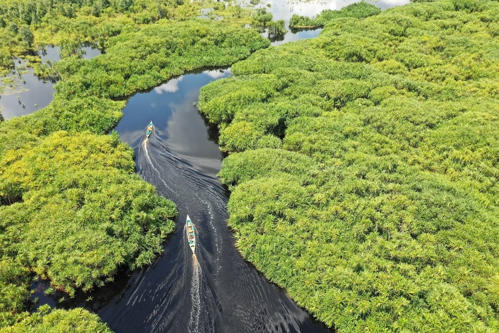 Sebangau National Park, Central Kalimantan