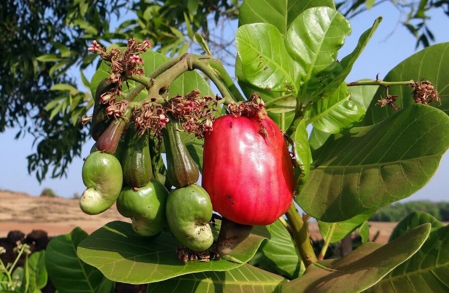 How to Start Cashew Farming