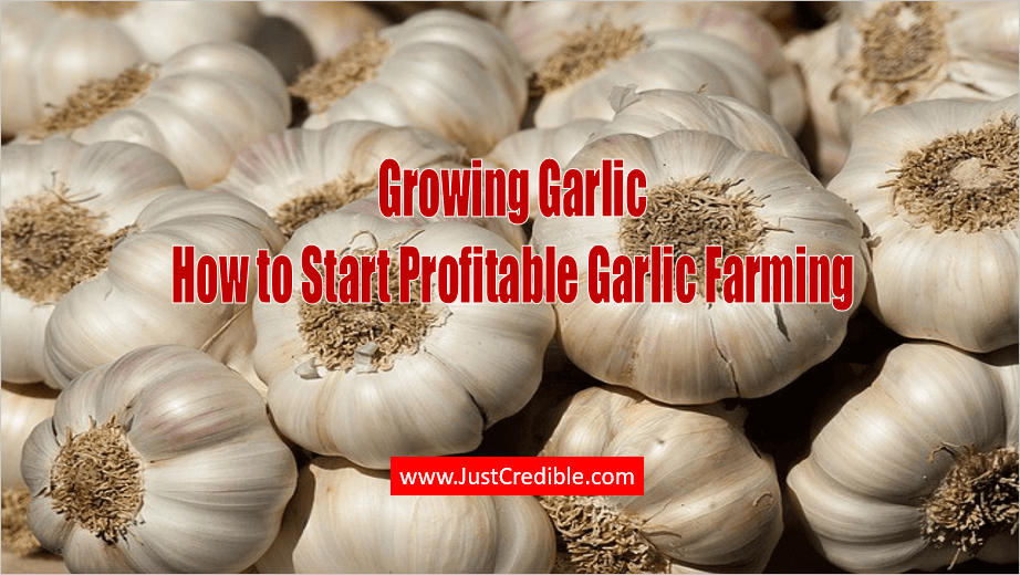 Garlic Farming Business