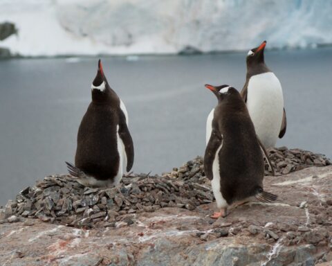 three penguins sitting on a rock near a body of water