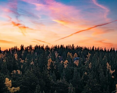 a beautiful sunset over a forest with trees