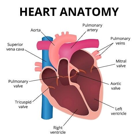 Heart Anatomy With Valves