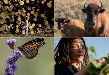 A selection of four documentary films screening at the 2025 ReFrame Film Festival (left to right, top and bottom): "Logging Algonquin" by Conor DeVries, "Singing Back the Buffalo" by Tasha Hubbard, "The Monarch Ultra" by Rodney Fuentes, and "London Grown" by Richard Mejeh. (Photos courtesy of ReFrame)