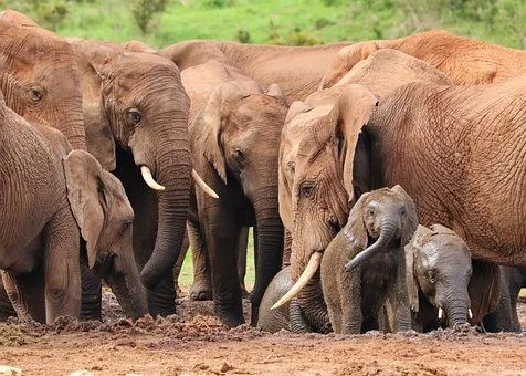 The Top, 8-Day, 7-Night Kenya Wildlife Safari