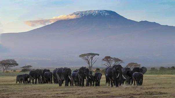 The Magical, 6-Day, 5-Night Amboseli, L. Naivasha, & Masai Mara Safari