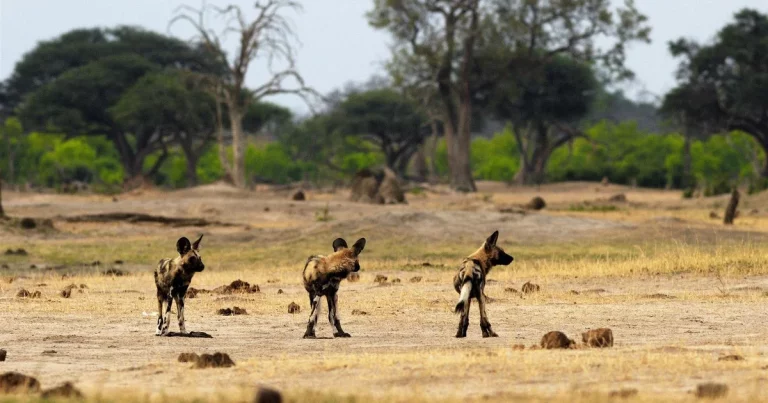 The Perfect, 4-Day, 3-Night Keekorok Lodge Safari