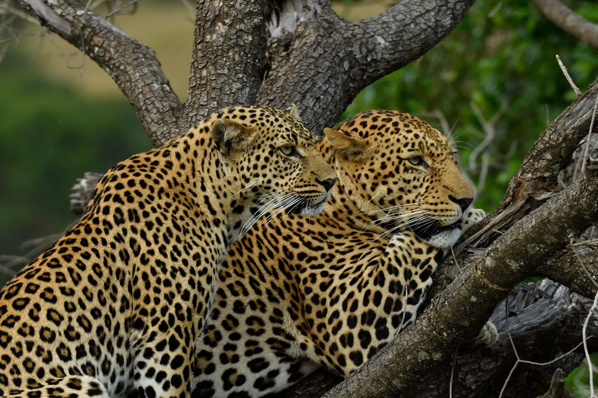 saruni mara lodge