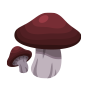 Forest Mushrooms