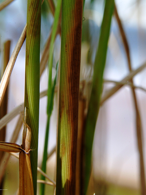 BEST MANAGEMENT FOR CONTROL OF PANICLE MITE IN PADDY – Khethari