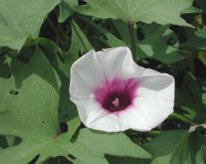 Ipomoea batatas.jpg