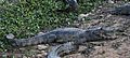 Caiman yacare Pantanal