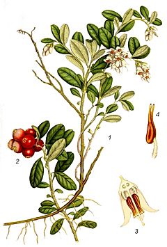 Vaccinium vitis-idaea L.