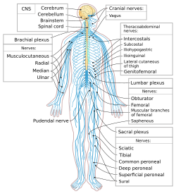 Nervous system diagram-en.svg