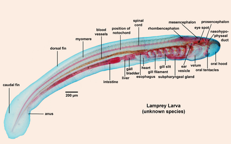 Lamprey larva labelled