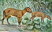 Hyracotherium Eohippus hharder