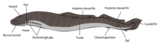 Lamprey anatomy