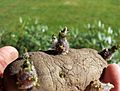 Potato EarlyRose sprouts