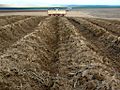 Potato planting machine